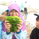 Bermain rumput laut di pantai - STP SD Khoiru Ummah sekolah tahfizh tahfidz unggulan terbaik penghafal Al Quran di Bandung